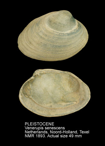 PLEISTOCENE Venerupis senescens.jpg - PLEISTOCENE Venerupis senescens (Cocconi,1873)